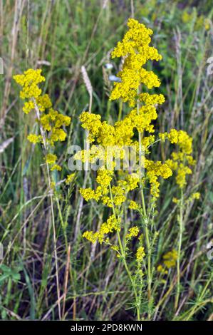 Galium verum cresce tra le erbe in natura Foto Stock