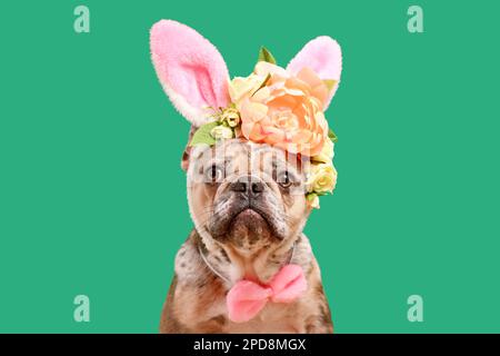 Merle French Bulldog indossa il costume da coniglietto pasquale orecchie fascia con fiori di rosa su sfondo verde Foto Stock