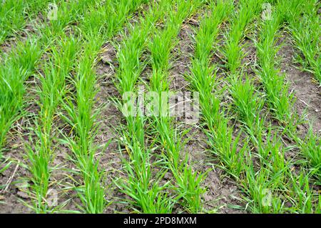 Buone semine di grano invernale nel campo primaverile Foto Stock