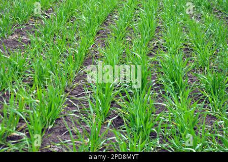 Buone semine di grano invernale nel campo primaverile Foto Stock