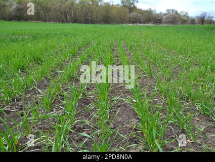 Buone semine di grano invernale nel campo primaverile Foto Stock