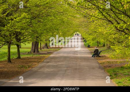 Regno Unito, Londra - 05 aprile 2019: Un vicolo a Greenwich Park. Uno dei Parchi reali di Londra. Foto Stock