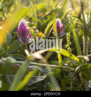 Flora di Israele. Telaio quadrato. Trifolium purpurpurpureum è in primavera in un prato al tramonto. Foto Stock
