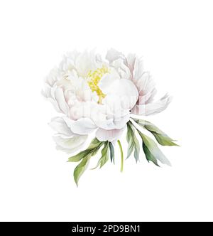 Acquerello illusrtazione di una testa di fiore di peonia bianca isolata Foto Stock