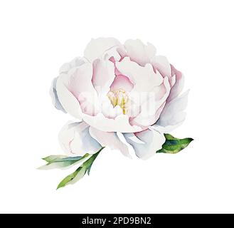 Acquerello illusrtazione di una testa di fiore di peonia bianca isolata Foto Stock