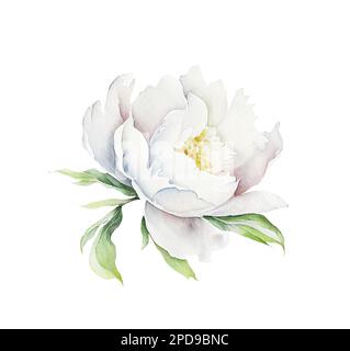 Acquerello illusrtazione di una testa di fiore di peonia bianca isolata Foto Stock