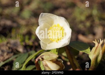 La fioritura della neve risplende al sole Foto Stock