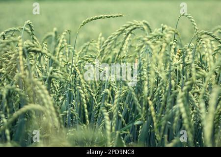 Primo piano di spighe isolate di mais in un campo maturo di farro prima del raccolto Foto Stock