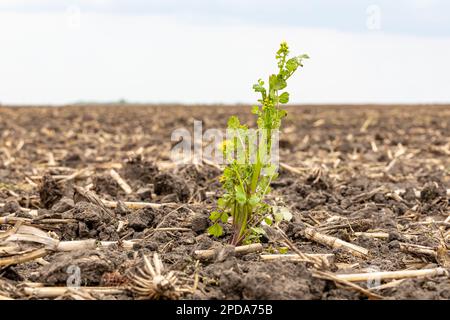 Pianta di Butterweed che cresce in campo agricolo durante la primavera. Controllo delle erbacce resistente agli erbicidi, concetto agricolo e agricolo. Foto Stock