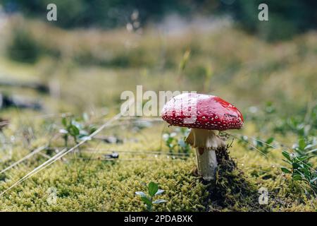Fly fungo agarico (Amanita muscaria) che cresce in una foresta autunnale. Dettaglio ritratto di un fungo Fly Agaric. Foto Stock