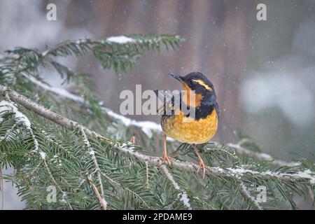 Un maschio varia Thrush è arroccato su un ramo coperto di neve durante l'inverno nell'Idaho settentrionale. Foto Stock