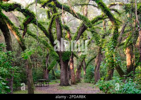 Querce con piante su arti in una foresta del Greynolds Urban Park, una riserva storica della contea di Miami-Dade. Foto Stock