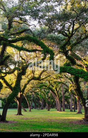 Querce con piante su arti in una foresta del Greynolds Urban Park, una riserva storica della contea di Miami-Dade. Foto Stock