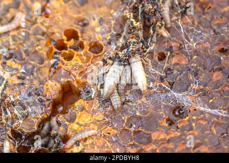 Waxworms, larve di bruco di falene di cera, su cera d'api danneggiata, telaio con falena di cera. Foto Stock