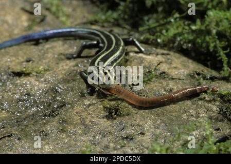 Uno skink a cinque righe, Eumeces fasciatus, in piedi su una roccia con la bocca piena mangiare un terriccio in un giardino estivo closeup, Midwest USA Foto Stock