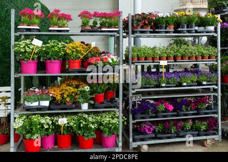 Fioritura fiori in vaso su scaffali in negozio Foto Stock