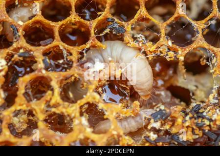 Waxworms, larve di bruco di falene di cera, su cera d'api danneggiata, telaio con falena di cera. Foto Stock