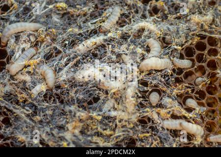 Waxworms, larve di bruco di falene di cera, su cera d'api danneggiata, telaio con falena di cera. Foto Stock