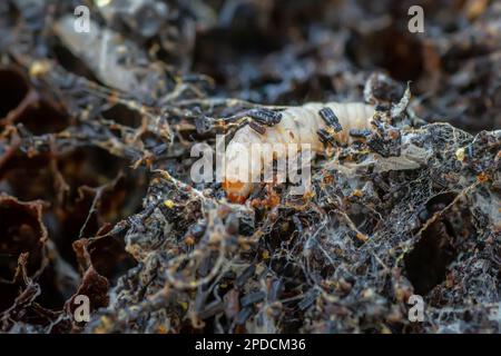 Waxworms, larve di bruco di falene di cera, su cera d'api danneggiata, telaio con falena di cera. Foto Stock