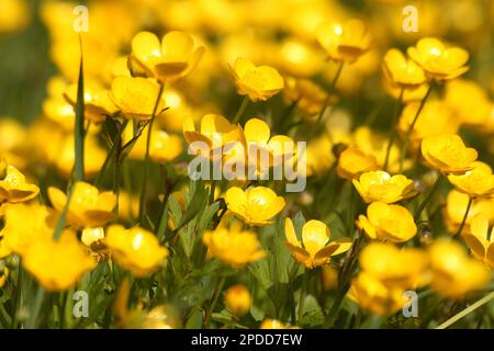 Ranuncolo strisciante (Ranunculus repens), gruppo fiorente, Germania Foto Stock