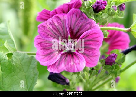 Zebrina (malva Malva Sylvestris ssp. mauritiana, Malva Sylvestris var. mauritiana, Malva mauritiana), fiori Foto Stock