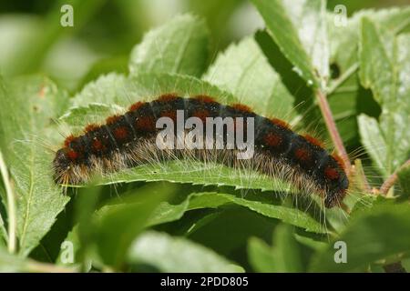 Piccolo Eggar (Eriogaster lanestris, Bombyx lanestris), bruco su una foglia, vista laterale, Germania Foto Stock