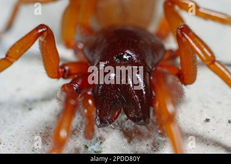 Woodlouse Spider (Dydera erythrina), ritratto, Germania Foto Stock