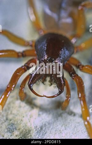 Woodlouse Spider (Dydera erythrina), ritratto, Germania Foto Stock