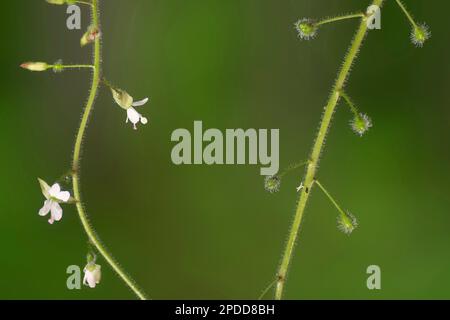 Ombra notturna incantatrice (Circaea lutetiana), fiori e frutti, Germania, Baviera Foto Stock