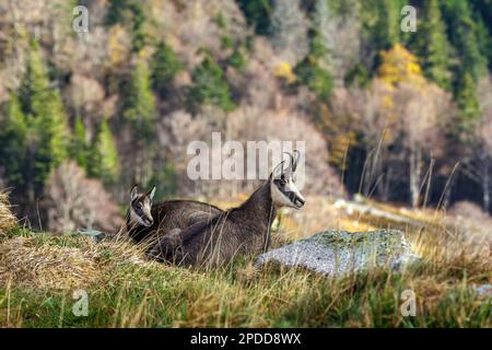 Camoscio (Rupicapra rupicapra), capra con camoscio fawn in paesaggio autunnale bassa catena montuosa, Francia, Vosges Montagne, le Hohneck Foto Stock