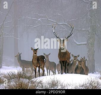 Cervo rosso (Cervus elaphus), branco di cervo rosso in nebbia e neve in una radura forestale, Germania Foto Stock