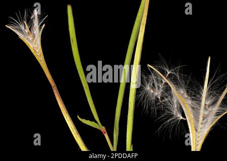 salice-erba, salice-erbaccia (Epilobium spec.), apertura di frutta su sfondo nero, composizione, Germania Foto Stock