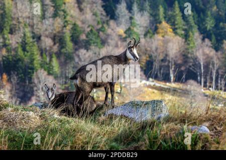 Camoscio (Rupicapra rupicapra), capra con camoscio fawn in paesaggio autunnale bassa catena montuosa, Francia, Vosges Montagne, le Hohneck Foto Stock