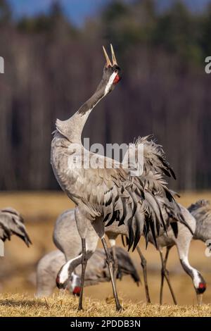 Gru comune, gru eurasiatica (Grus grus), abbinata a una truppa di gru, vista laterale, Svezia, lago Hornborga Foto Stock