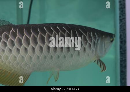 un primo piano di arowana argentata in un grande acquario. Foto concettuale di animali acquatici. Foto Stock