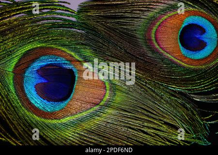 Piume di pavone su sfondo nero Foto stock - Alamy