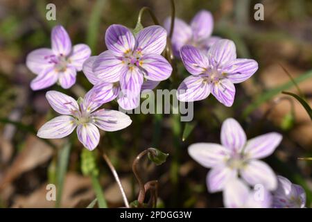 Fiori di viola dainty, Eastern Spring Beauty, crescere in Missouri rurale, MO, Stati Uniti, Stati Uniti, USA, All'inizio della primavera. Claytonia Virginica. Foto Stock