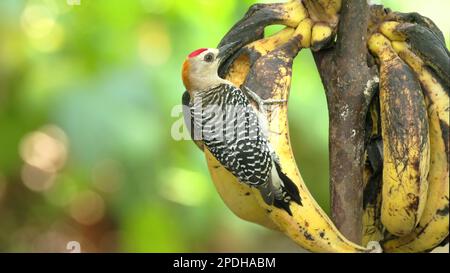 un picchio di hoffman che mangia sulle banane in un giardino in costa rica Foto Stock