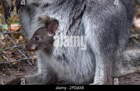 Stralsund, Germania. 13th Mar, 2023. Un canguro del bambino attacca la testa dalla tasca della madre allo zoo di Stralsund. Si è mostrato ai visitatori solo per pochi giorni. L'animale ha ora circa sei mesi e circa 20 centimetri di altezza. Gli animali nascono con le dimensioni di un orso gommoso. Se il piccolo canguro di Bennett è un maschio o una femmina, i custodi degli animali non sanno ancora. Credit: Stefan Sauer/dpa/Alamy Live News Foto Stock