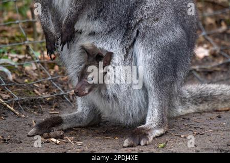 Stralsund, Germania. 13th Mar, 2023. Un canguro del bambino attacca la testa dalla tasca della madre allo zoo di Stralsund. Si è mostrato ai visitatori solo per pochi giorni. L'animale ha ora circa sei mesi e circa 20 centimetri di altezza. Gli animali nascono con le dimensioni di un orso gommoso. Se il piccolo canguro di Bennett è un maschio o una femmina, i custodi degli animali non sanno ancora. Credit: Stefan Sauer/dpa/Alamy Live News Foto Stock