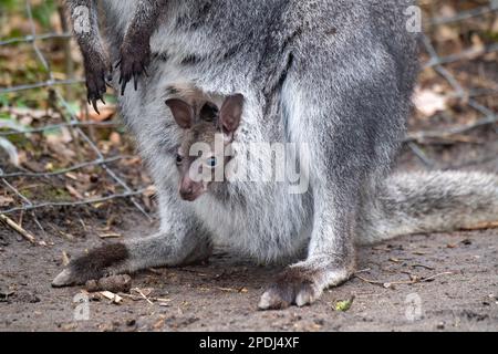 Stralsund, Germania. 13th Mar, 2023. Un canguro del bambino attacca la testa dalla tasca della madre allo zoo di Stralsund. Si è mostrato ai visitatori solo per pochi giorni. L'animale ha ora circa sei mesi e circa 20 centimetri di altezza. Gli animali nascono con le dimensioni di un orso gommoso. Se il piccolo canguro di Bennett è un maschio o una femmina, i custodi degli animali non sanno ancora. Credit: Stefan Sauer/dpa/Alamy Live News Foto Stock