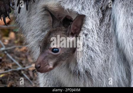 Stralsund, Germania. 13th Mar, 2023. Un canguro del bambino attacca la testa dalla tasca della madre allo zoo di Stralsund. Si è mostrato ai visitatori solo per pochi giorni. L'animale ha ora circa sei mesi e circa 20 centimetri di altezza. Gli animali nascono con le dimensioni di un orso gommoso. Se il piccolo canguro di Bennett è un maschio o una femmina, i custodi degli animali non sanno ancora. Credit: Stefan Sauer/dpa/Alamy Live News Foto Stock