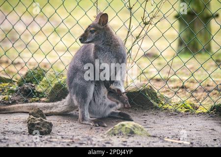 Stralsund, Germania. 13th Mar, 2023. Un canguro del bambino attacca la testa dalla tasca della madre allo zoo di Stralsund. Si è mostrato ai visitatori solo per pochi giorni. L'animale ha ora circa sei mesi e circa 20 centimetri di altezza. Gli animali nascono con le dimensioni di un orso gommoso. Se il piccolo canguro di Bennett è un maschio o una femmina, i custodi degli animali non sanno ancora. Credit: Stefan Sauer/dpa/Alamy Live News Foto Stock