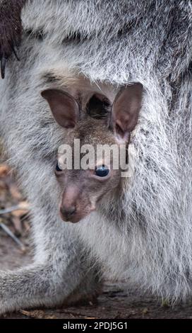 Stralsund, Germania. 13th Mar, 2023. Un canguro del bambino attacca la testa dalla tasca della madre allo zoo di Stralsund. Si è mostrato ai visitatori solo per pochi giorni. L'animale ha ora circa sei mesi e circa 20 centimetri di altezza. Gli animali nascono con le dimensioni di un orso gommoso. Se il piccolo canguro di Bennett è un maschio o una femmina, i custodi degli animali non sanno ancora. Credit: Stefan Sauer/dpa/Alamy Live News Foto Stock