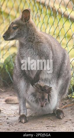 Stralsund, Germania. 13th Mar, 2023. Un canguro del bambino attacca la testa dalla tasca della madre allo zoo di Stralsund. Si è mostrato ai visitatori solo per pochi giorni. L'animale ha ora circa sei mesi e circa 20 centimetri di altezza. Gli animali nascono con le dimensioni di un orso gommoso. Se il piccolo canguro di Bennett è un maschio o una femmina, i custodi degli animali non sanno ancora. Credit: Stefan Sauer/dpa/Alamy Live News Foto Stock