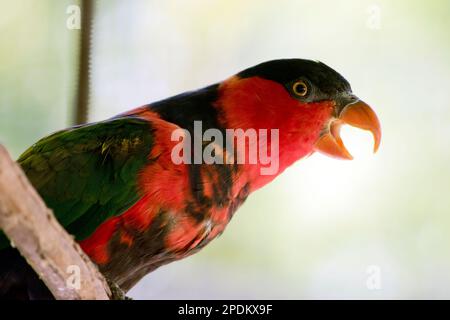 il lory con cappuccio nero ha il cappuccio nero e il petto rosso e le spalle nere con il verde sulla sua ala Foto Stock