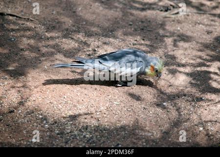 il cockatiel è per lo più grigio, più pallido sotto, con un'ala bianca, guance arancioni e una caratteristica cresta appuntita. Foto Stock