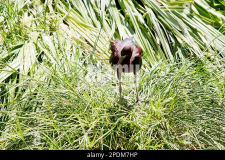 Il modello Glossy Ibis è caratterizzato da un design caratteristico, lungo e curvo verso il basso, di colore marrone oliva. La pelle del viso è grigio-blu con una linea bianca che si estende Foto Stock