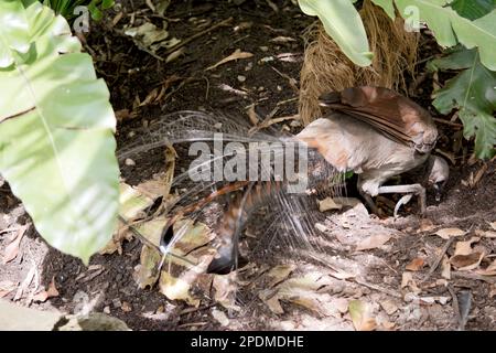 Il superbo Lyrebird assomiglia a un grande fagiano marrone. Le ali sono di colore rufoso e il becco, le gambe e i piedi sono neri. Il maschio adulto ha un orn Foto Stock