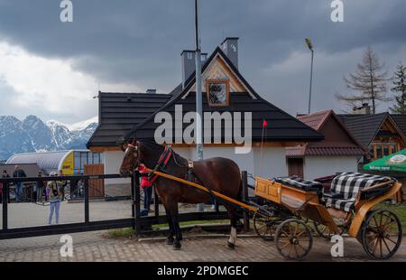 Cavalli e carrozza con i turisti nella principale via dello shopping di Zakopane, Polonia Foto Stock